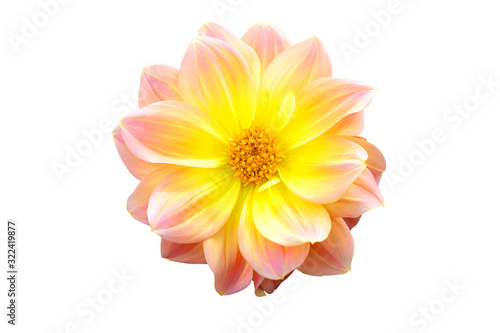 Dahlia flower pink and yellow halftone color blooming pattern in isolate white background with clipping path