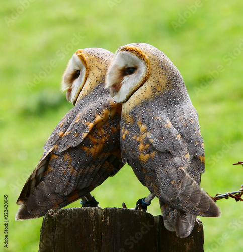 Barn owls, two