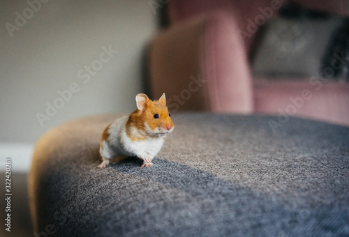 Fotografie Syrian Ginger and White Hamster Explores Indoors
