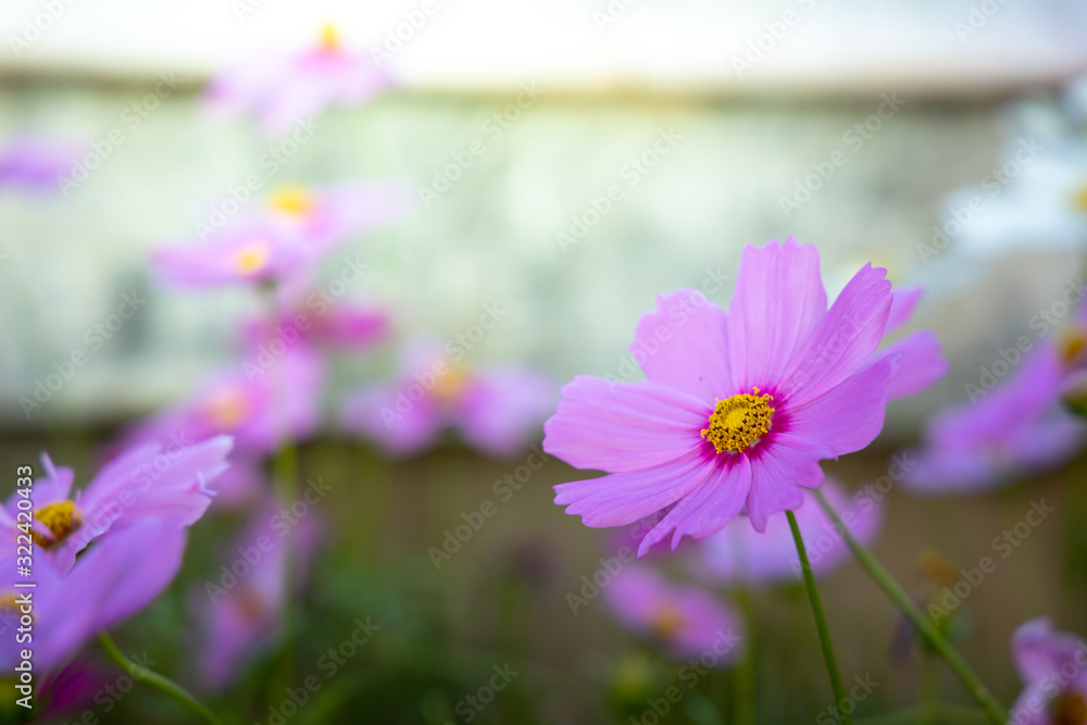 Beautiful Cosmos flowers in garden. Nature background. Beautiful Cosmos flowers in garden. Nature background.