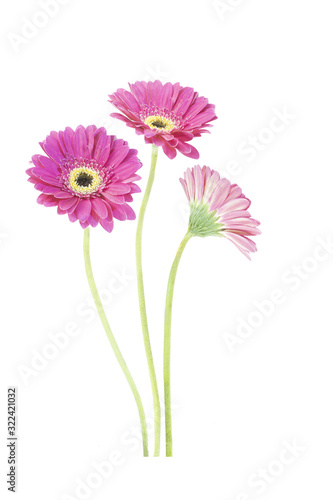 Set gerbera flowers Isolated on White Background. There are Red  Pink  Yellow  gerbera.