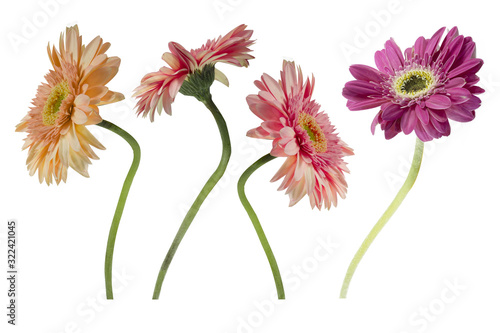 Tableau sur toile Set gerbera flowers Isolated on White Background
