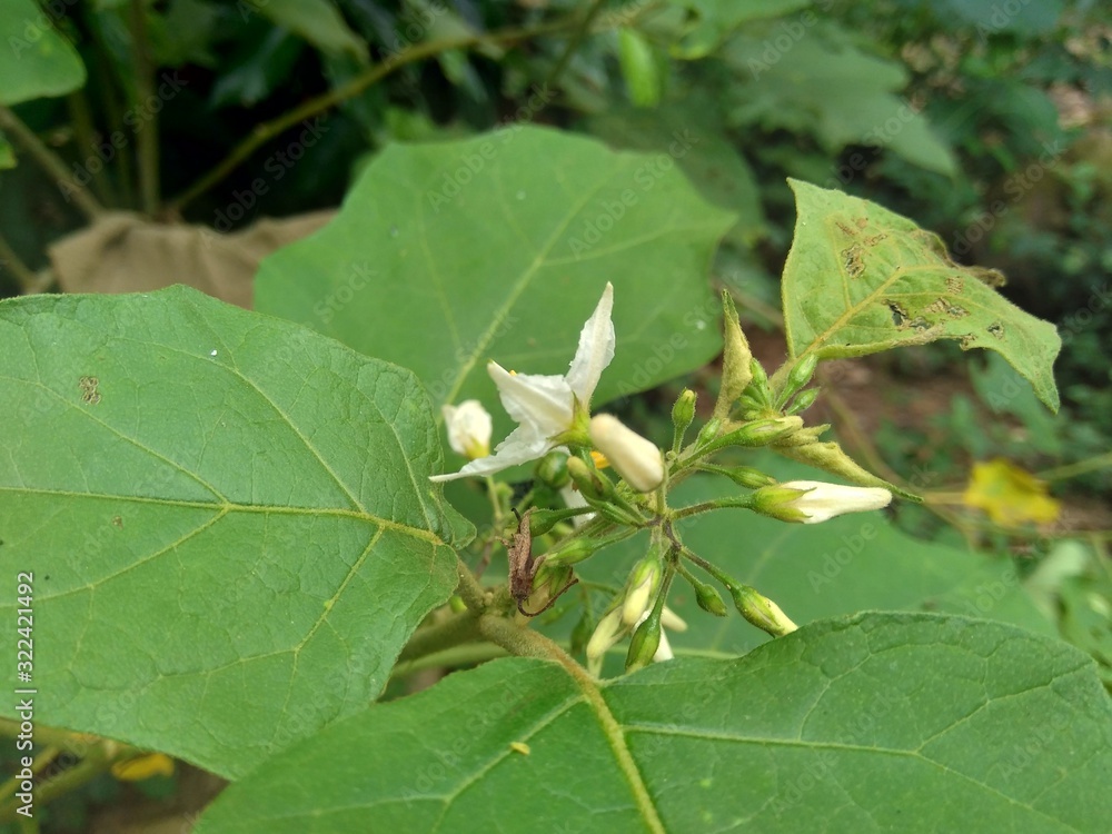 Mini eggplant (Solanum torvum) with green leaves and white flowers Mini eggplant (Solanum torvum) with green leaves and white flowers