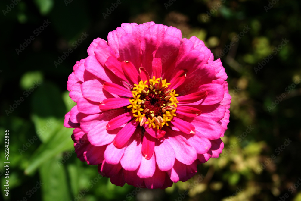 pink flower in the garden pink flower in the garden