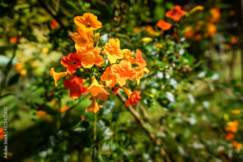 small orange flowers in a bush