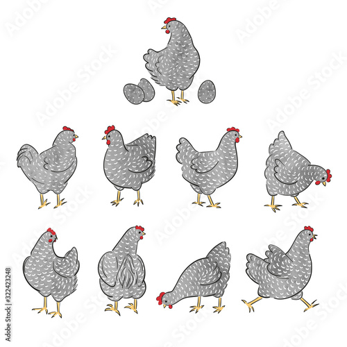 Set of hand drawn watercolor speckled hens. Chicken collection.