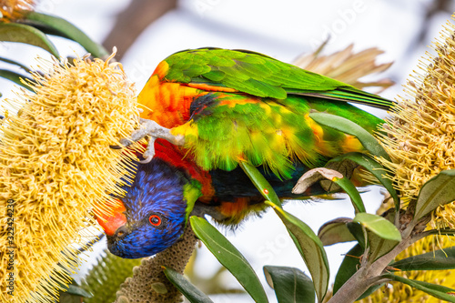 Canvas Print Isolated rainbow lorikeet seeking nectar on a tree in Sydney