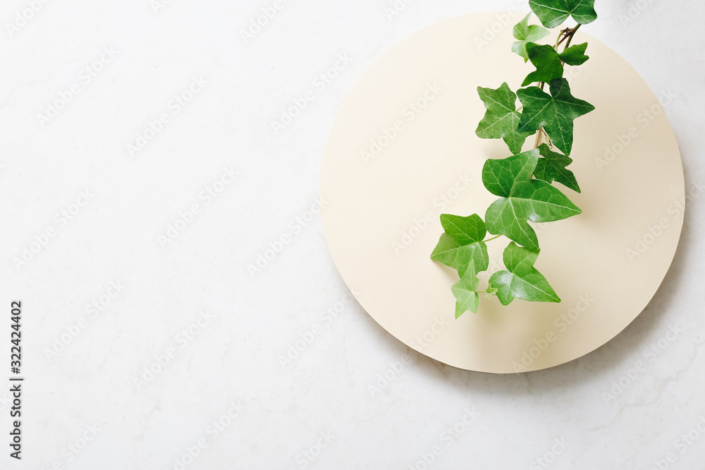 Decorative plant branch top view on light table background with free space for text. Decorative plant branch top view on light table background with free space for text.