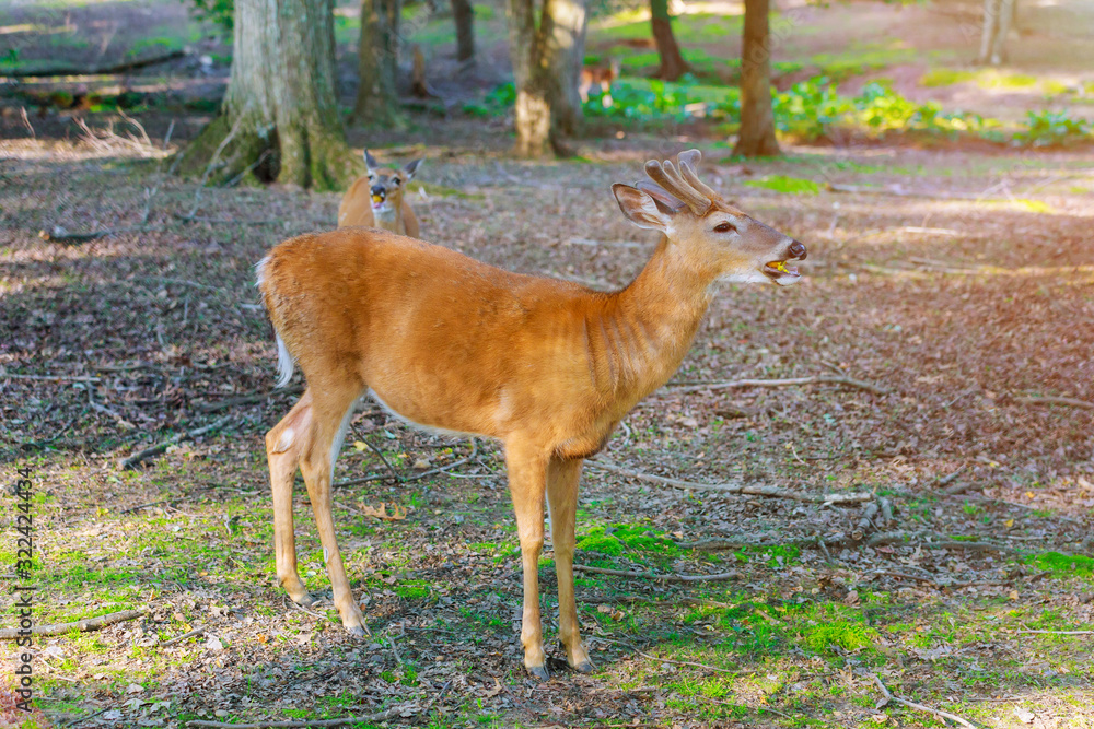 Young deer eating carrot in green forest.