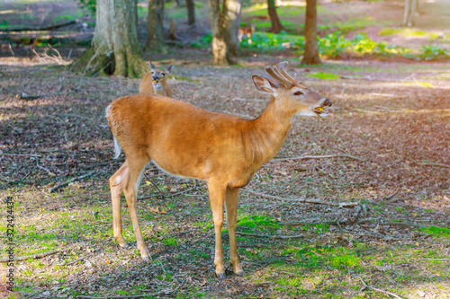 Young deer eating carrot in green forest.