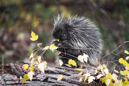 Porcupine (Erethizon dorsatum) Sits on Log in Rain With Leafy Autumn Branch