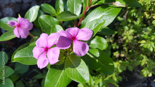 Vinca is a genus of flowering plants in the family Apocynaceae, native to Europe, northwest Africa and southwest Asia. The English name periwinkle is shared with the related genus Catharanthus