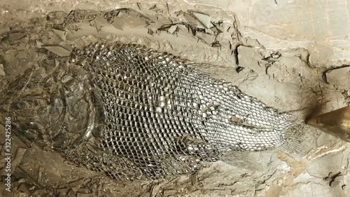 Excavation of fish fossil in China photo