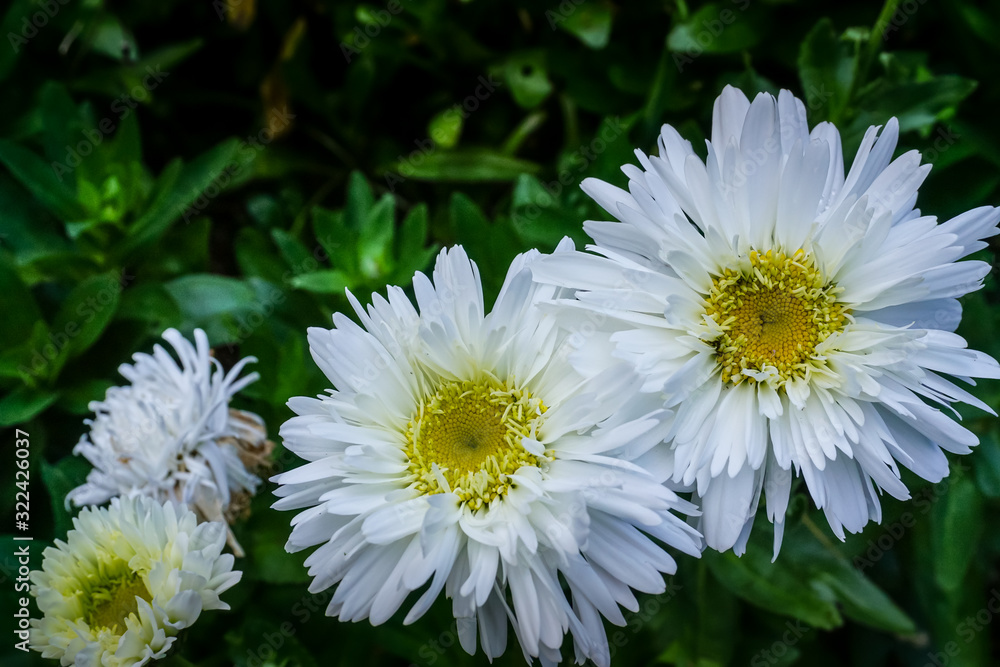 Fototapeta premium White flower with yellow center