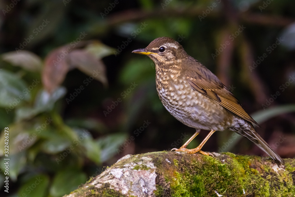 Fototapeta premium view of a beautiful bird in nature