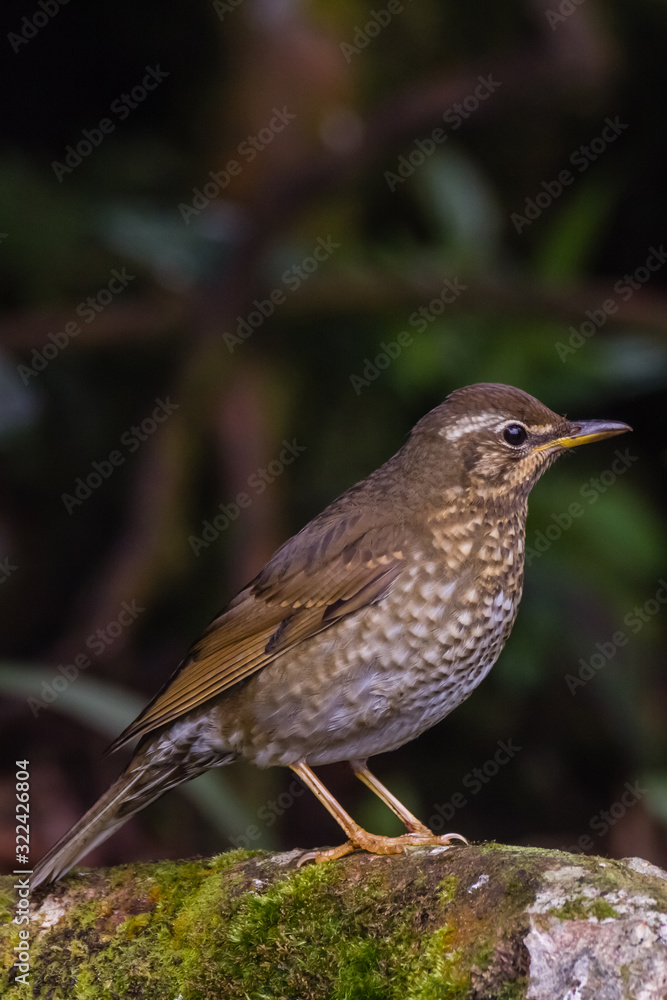 custom made wallpaper toronto digitalview of a beautiful bird in nature