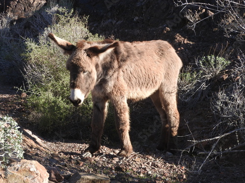 Young wild burro roaming the Chemehuevi mountains wilderness in California.