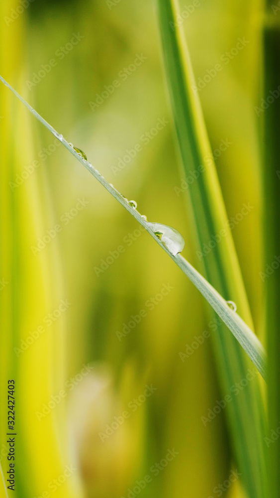 Organic flower background with water drops vertical Organic flower background with water drops vertical