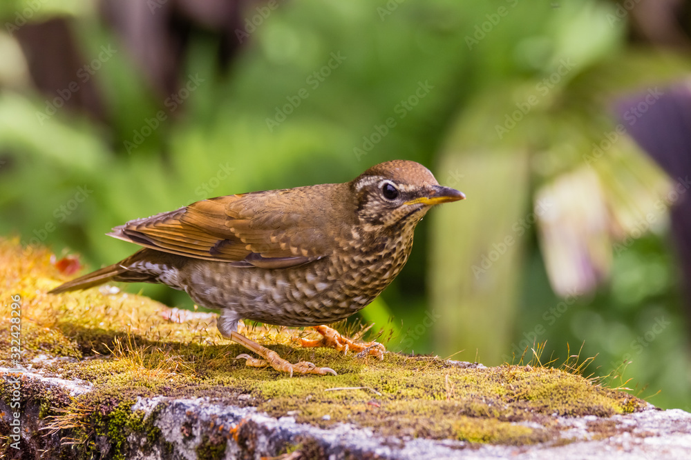 view of a beautiful bird in nature view of a beautiful bird in nature