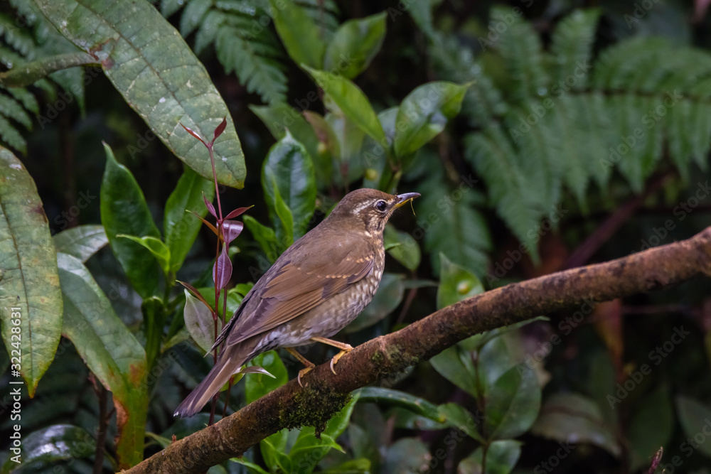 Fototapeta premium view of a beautiful bird in nature
