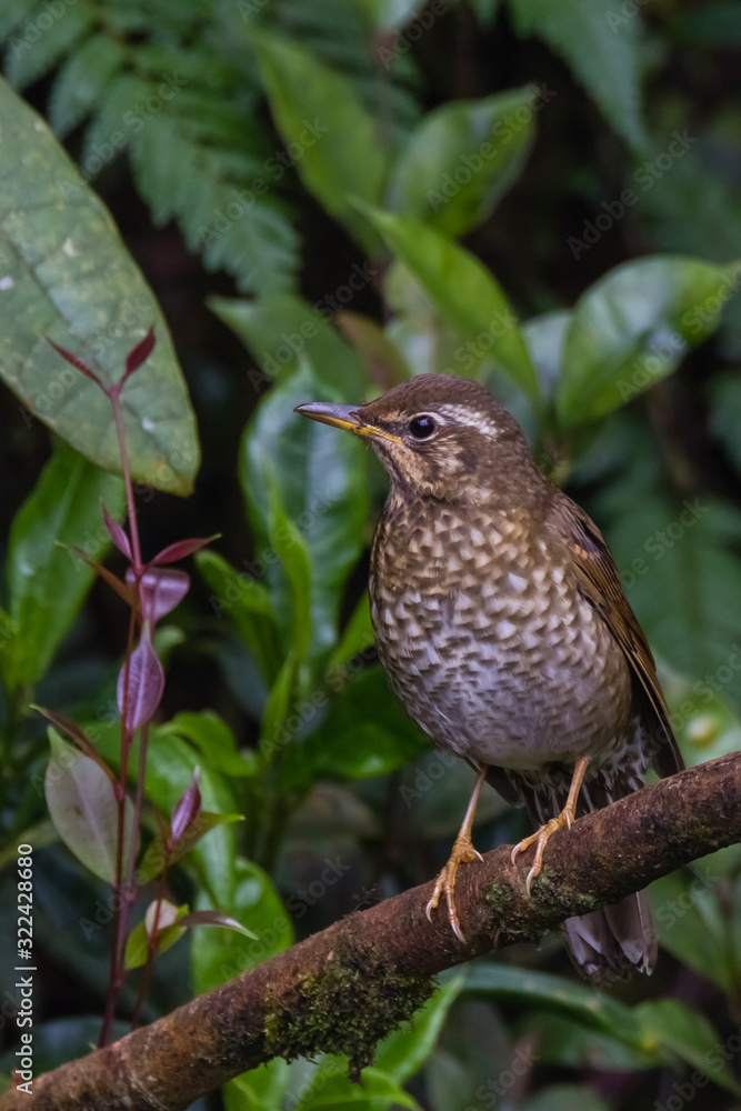 view of a beautiful bird in nature view of a beautiful bird in nature