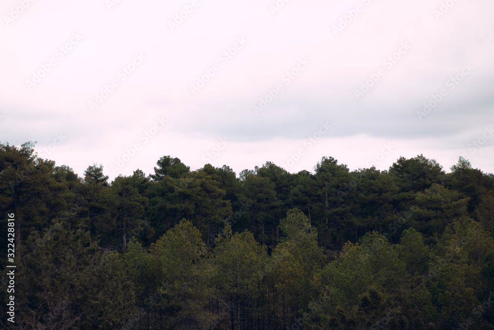 trees and clouds in forest