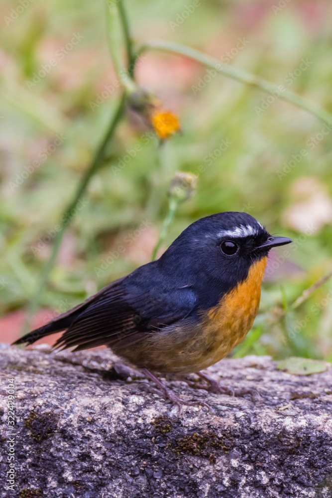 Obraz premium view of a beautiful bird in nature