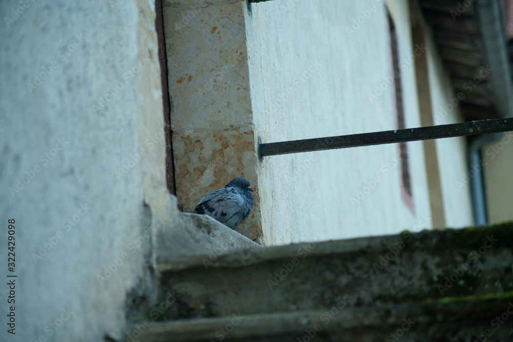  Close-up on a pigeon at the foot of a front door