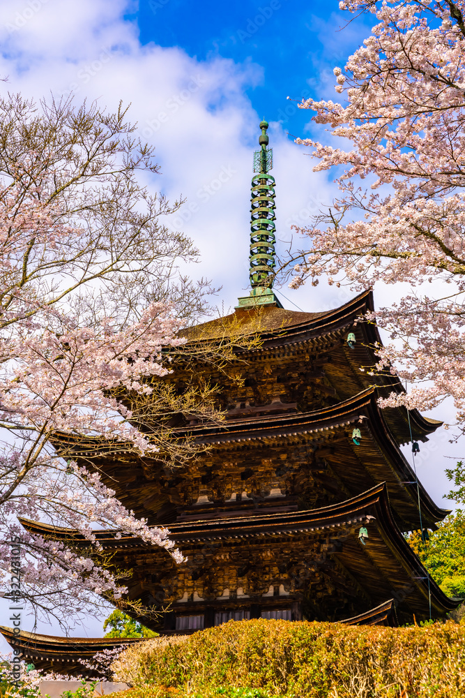 桜と五重塔