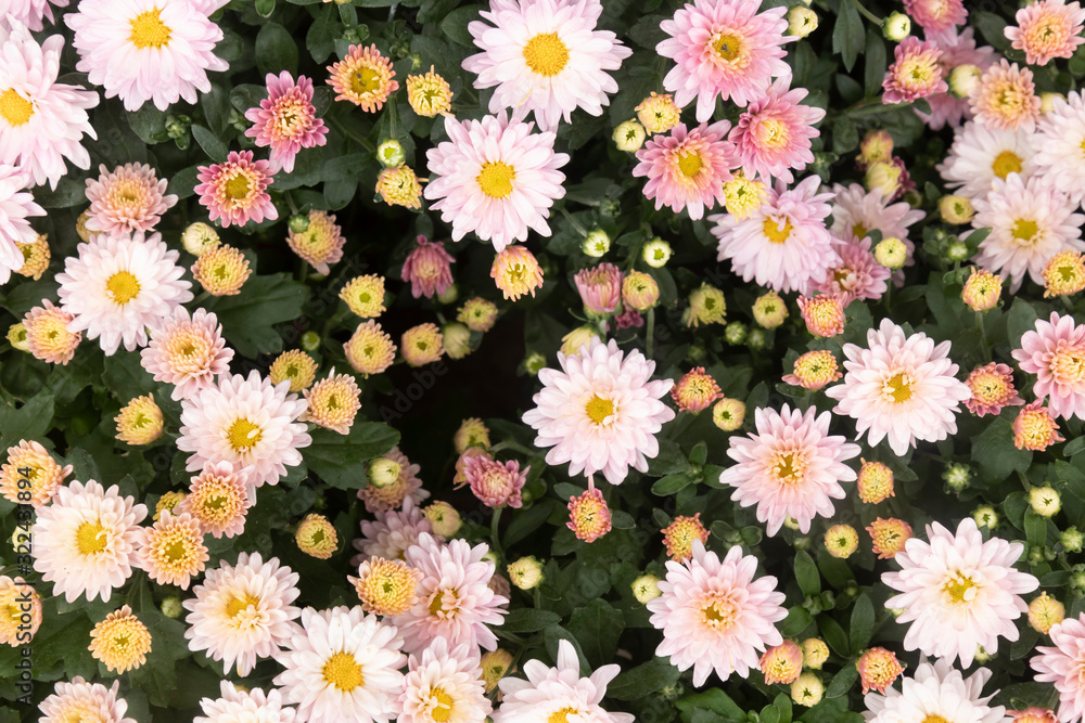 White and pink flowers background White and pink flowers background