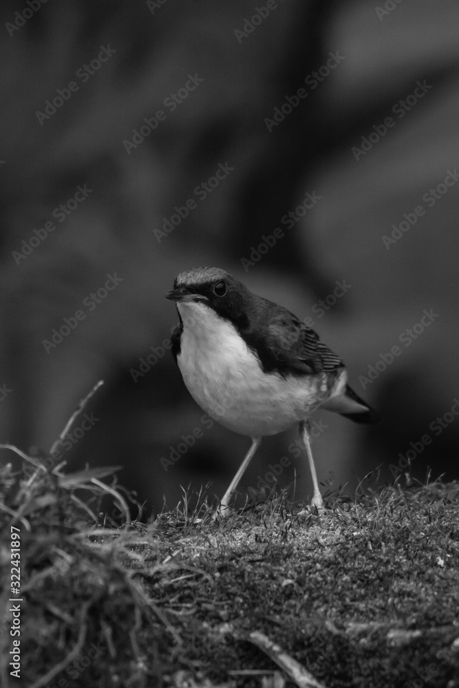 Fototapeta premium view of a beautiful bird in nature
