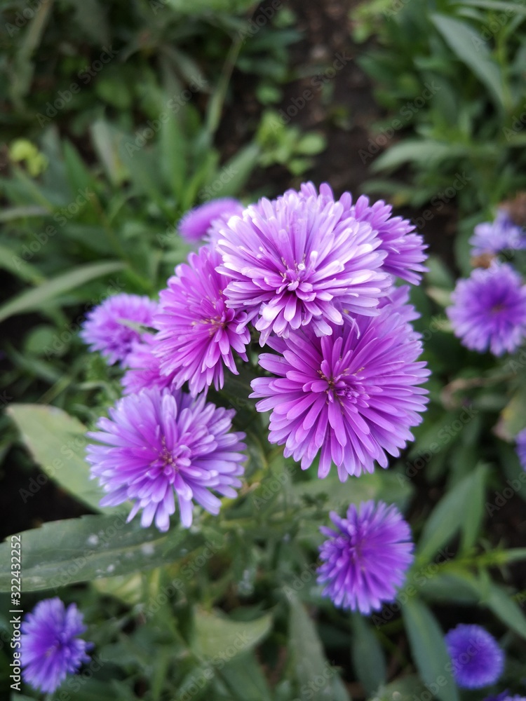 purple flowers in the garden purple flowers in the garden