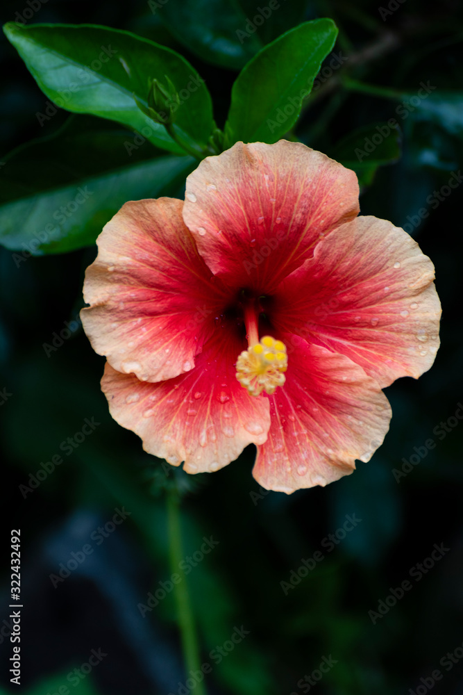 Red Flower Red Flower