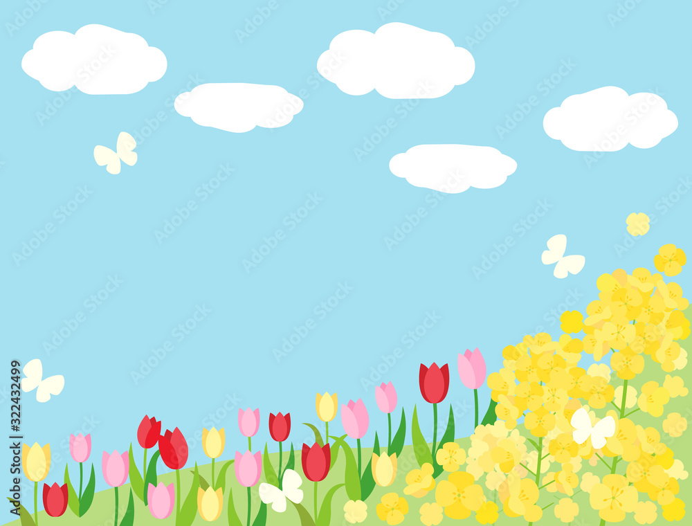 Fototapeta premium 春素材11 菜の花 チューリップ