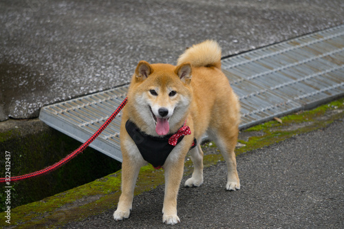 柴犬