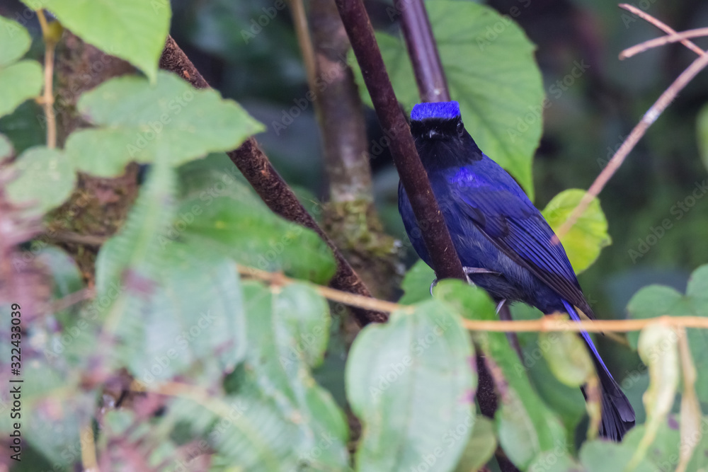 Fototapeta premium view of a beautiful bird in nature