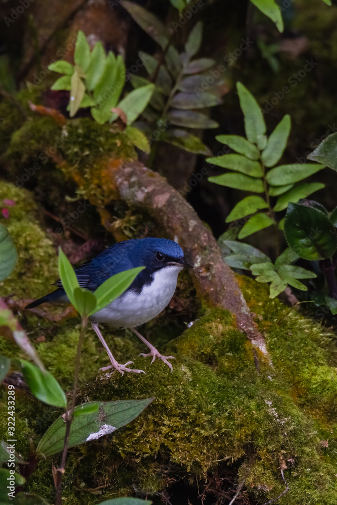 Obraz premium view of a beautiful bird in nature
