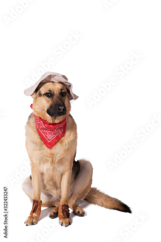 Dog breed German shepherd in clothes  cowboy hat and shawl. Isolated on white background