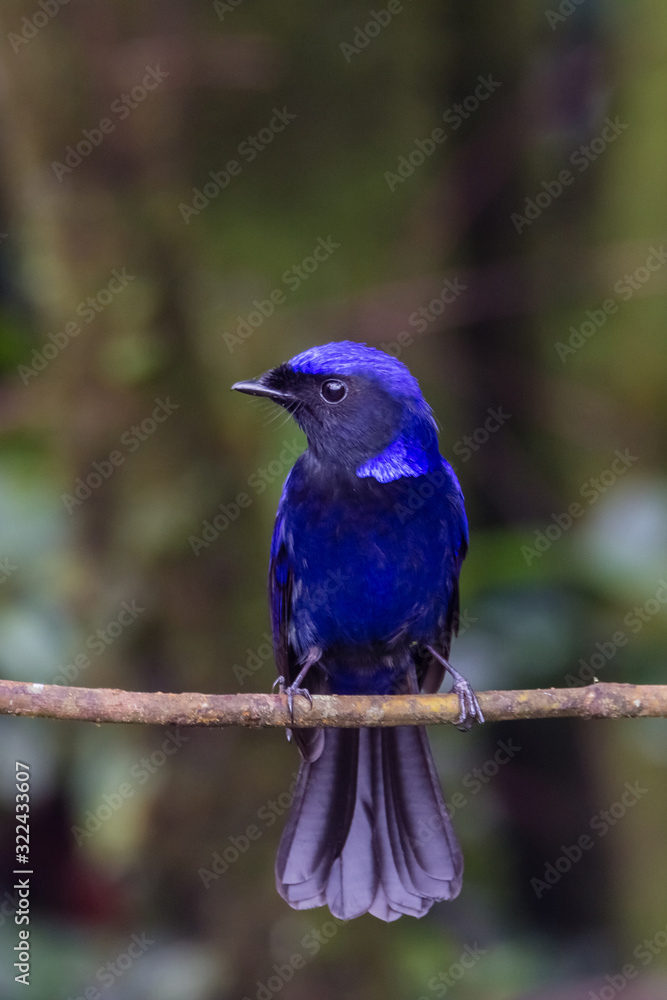 view of a beautiful bird in nature