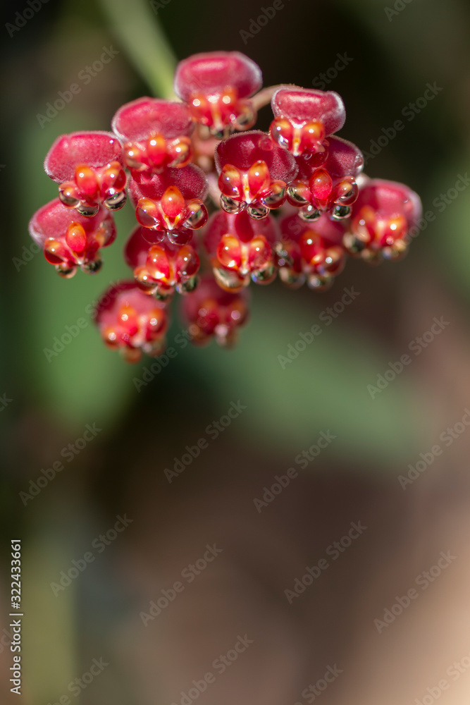 Hoya DS-70 Flower Blooms with Nectar Hoya DS-70 Flower Blooms with Nectar