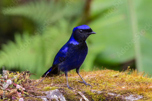 view of a beautiful bird in nature