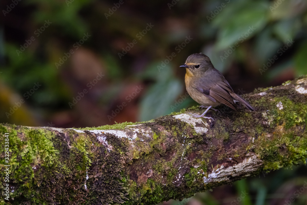 view of a beautiful bird in nature view of a beautiful bird in nature