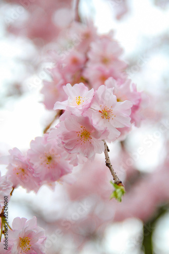 お花見