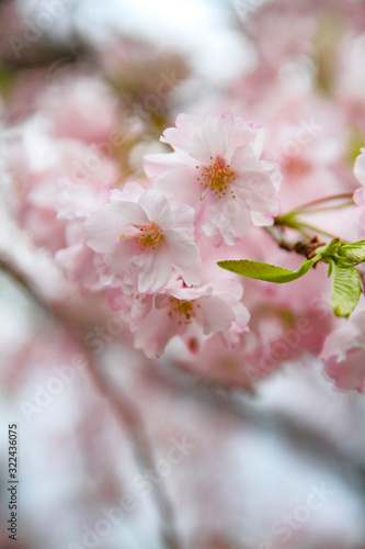 お花見