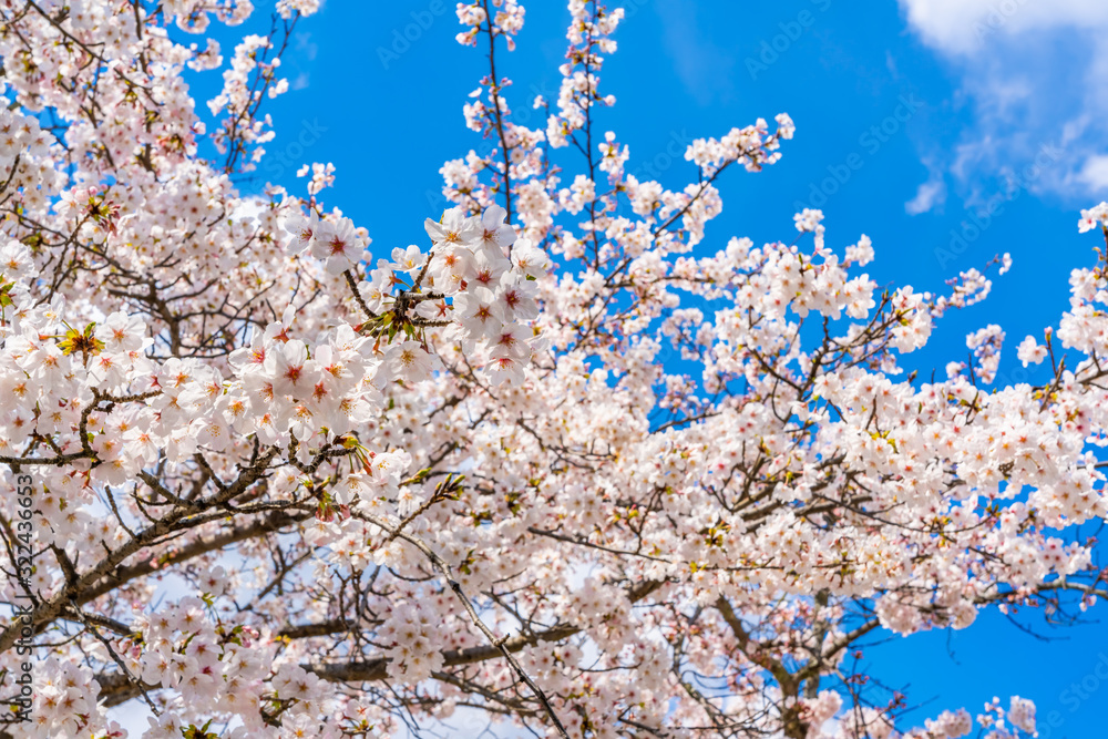 桜