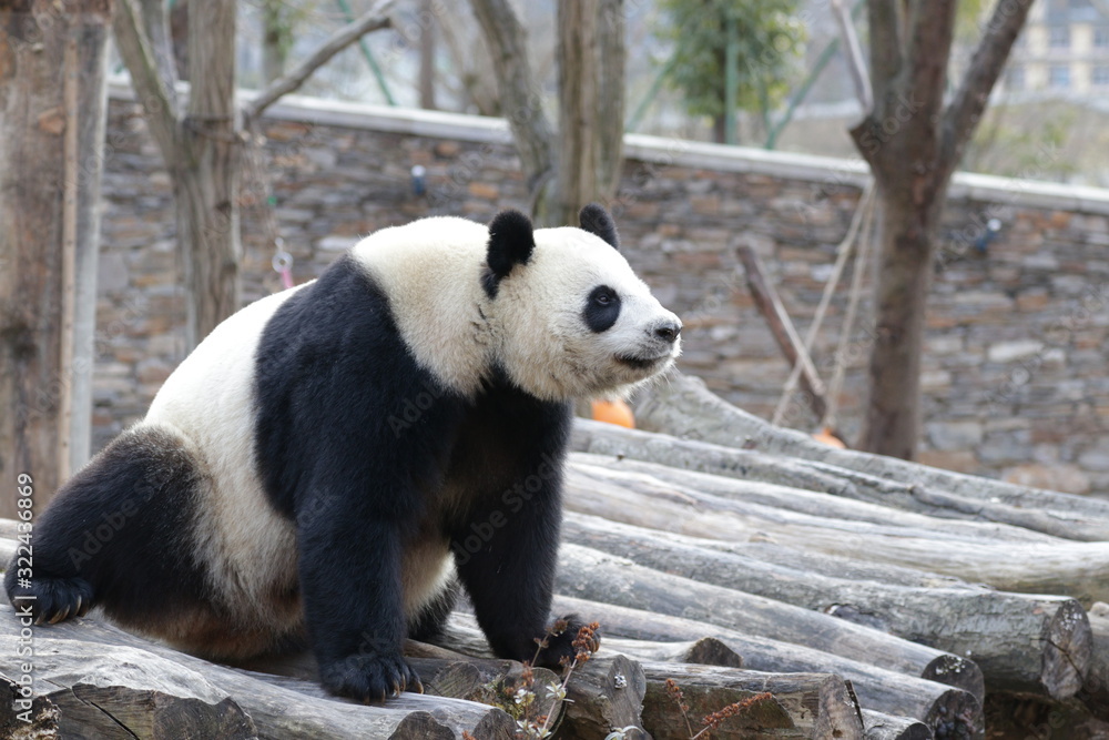 Obraz premium giant panda bear