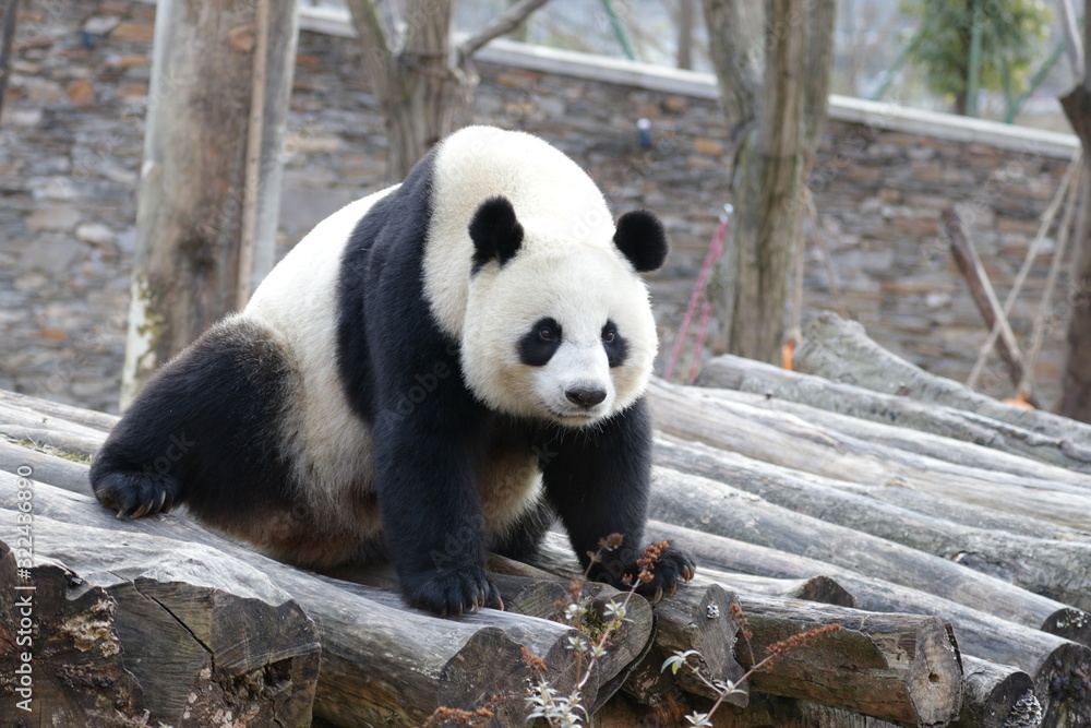 Close up , Beautiful female Panda, Linping, Wolong Giant Panda Nature Reserve, China Close up , Beautiful female Panda, Linping, Wolong Giant Panda Nature Reserve, China