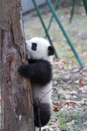 Fototapeta Naklejka Na Ścianę i Meble -  Little Fluffy Panda Cub is learning to Climb up the Tree, Wolong, china