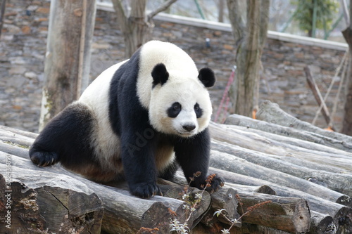 Close up , Beautiful female Panda, Linping, Wolong Giant Panda Nature Reserve, China