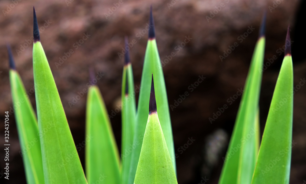Fototapeta premium Sharp leaves of a yucca plant. A tropical succulent plant detail. Soft natural background.